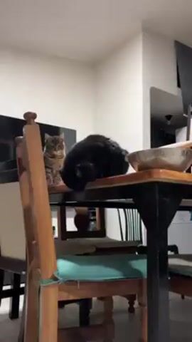 Here’s a description of the video:

The video shows two cats on and around a dining room table and chairs. One cat is a black, long-haired cat, and the other is a brown tabby. The tabby cat is sitting still on the seat of a wooden chair pulled up to the table. The black cat jumps from the edge of the table down onto the seat of the same chair, facing away from the tabby. The tabby watches. The dining room is well-lit, with a dark colored table and chairs. In the background, a television screen can be seen mounted on the wall. There is also a stainless steel bowl on the table.