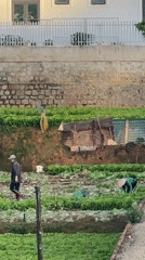 Two workers tend hillside garden in Đà Lạt, Vietnam