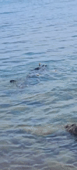 A morning of water activities along Dyurso's Black Sea shore