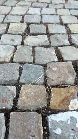 The video shows a close-up view of a cobblestone path. The path is made of irregular grey and tan stones, with some grass and dirt visible between them. The camera angle is low, looking down the path as it recedes into the distance. The path is lined with green bushes and some red-leafed plants on the left, and a neatly trimmed green hedge on the right. In the background, a white building with a dark roof and some wooden structures can be seen. The overall scene suggests an outdoor setting, possibly a garden or a well-maintained pathway in a residential area. The lighting appears to be natural, suggesting daytime, and the weather seems pleasant, with no indication of rain or harsh sun. The setting in Gostilitsa, Bulgaria provides a geographical context for this European-style cobblestone path. There are no people or specific activities captured in the video, the focus is solely on the texture and appearance of the path and its immediate surroundings.