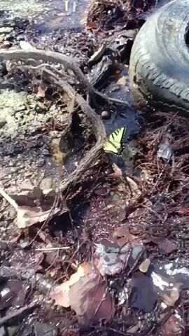 The video shows a yellow and black striped butterfly drinking from a shallow puddle of water surrounded by reddish-brown foliage. The water is also surrounded by old tires and wood.