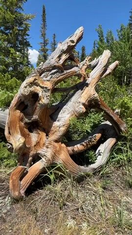 This media file captures a close-up view of a large, weathered, and intricately shaped tree trunk or root system. The wood displays a rich palette of colors, ranging from deep reddish-browns to lighter tans and grays, with prominent grain patterns and textures that suggest age and exposure to the elements. Some areas of the wood are hollowed out, creating natural openings and crevices within the structure.

The tree is situated outdoors, amidst lush green foliage and dry grasses. In the background, taller evergreen trees and a clear blue sky with scattered white clouds are visible, indicating a bright, sunny day. The lighting suggests it is likely midday, with strong sunlight casting shadows and highlighting the textures of the wood and surrounding vegetation.

The scene appears to be in a natural, outdoor setting, possibly a forest or a wooded area, given the presence of trees and undergrowth. The focus on the detailed form of the ancient wood evokes a sense of natural artistry and the passage of time. There are no people or animals visible in the media. No text is present. The overall impression is one of serene natural beauty and the enduring power of nature.