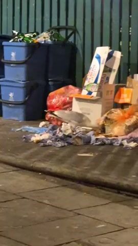 The video shows a white seagull foraging through trash on a sidewalk. The bird is standing on a pile of discarded cloths and paper scraps, picking at something with its beak. Behind the trash pile is a wooden fence, and to the left, there are three blue plastic bins. The trash includes cardboard boxes, plastic bags, and paper cartons.