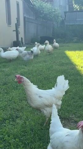 This video shows a flock of white ducks and one white chicken in a grassy yard. The chicken is in the foreground, facing the camera and appears to be clucking. The ducks are in the background, moving around and interacting with each other. Behind the animals, there is a wooden fence and a building. The sun is shining, casting shadows on the grass.