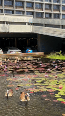 Tel Aviv morning scenes: selfie and geese in city pond
