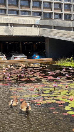 Tel Aviv morning scenes: selfie and geese in city pond