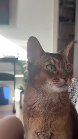 The video begins with a close-up of a brown cat with striking green eyes. The cat is sitting and looks alert, glancing to the side. The video then abruptly shifts perspective, focusing downward on a person's lap covered in light purple fabric. A black cat appears, briefly moving into focus. The camera quickly gets close to the cat, blurring the image, but the cat's yellow eye can be seen before the video ends. In the background, there's a shelf with various items, a white chair, and a chessboard. Sunlight streams in from a window, illuminating the scene. The overall impression is of a casual, indoor setting with a focus on the cats.