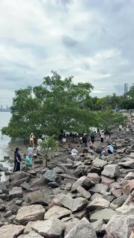 The video shows a rocky shoreline with people gathering near a large tree. The sky is overcast, and the water is calm. Several individuals, dressed in casual clothing, are scattered across the rocks. Some are standing, some are bending down, and a few appear to be engaged in an activity near the water's edge. One person is wearing a light blue shirt and dark pants, another in a dark blue shirt, and a third in a white top. There are many large rocks covering the ground, and some smaller rocks are visible closer to the water. The large tree has dense green foliage. In the distance, a cityscape with tall buildings and a bridge can be seen across the water. The overall impression is a group of people engaged in an outdoor activity on a cloudy day.
