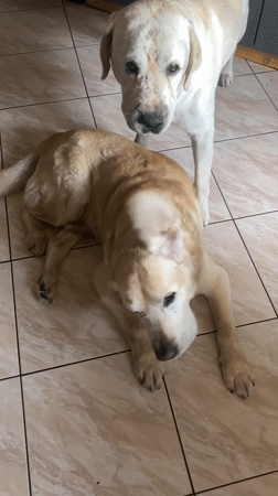 Two dogs nuzzle on a tiled floor in Kępno