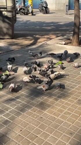 Barcelona afternoon: street birds, modern architecture, and cafe stops