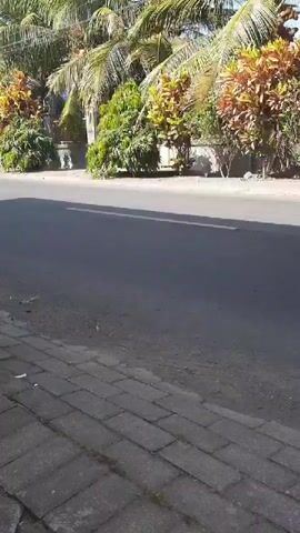 A dark colored pickup truck with a metal cage full of coconuts drives past from left to right. The truck is on an asphalt road with a paved sidewalk on the left. Behind the road, there are lush green palm trees and other tropical foliage. The sun is shining, casting shadows on the road. The camera is focused on the truck as it drives by.