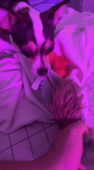 Cozy home evening in Mirny: chihuahua, plants, and baking