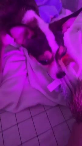 A small dog is playing tug-of-war with a toy. The dog is a chihuahua mix with white and brown markings. It is on a bed with purple lighting. A person's hand is holding the other end of the toy, which appears to be made of plush material. The dog is pulling the toy with its mouth. The bed is covered with blankets.