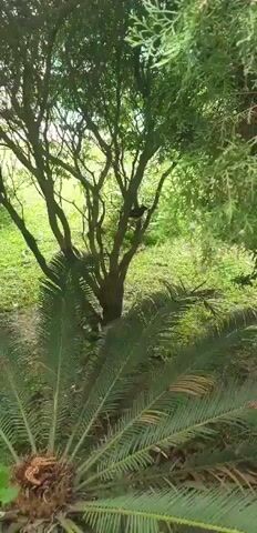 A bird is perched on a tree branch surrounded by greenery. The bird is black and appears to be a small to medium-sized species. The tree has many branches and leaves, and there are more trees and grass in the background. The overall scene is peaceful and natural.