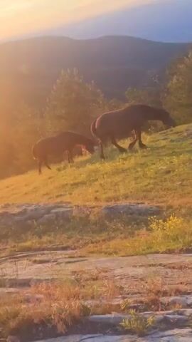 Two horses graze on a grassy hillside during sunset. The horse on the left is bending down to eat, while the horse on the right stands and looks out over a valley. The sun is setting behind the hills in the background, casting a warm glow over the scene. The terrain is uneven, with rocks and sparse vegetation in the foreground. The sky is a soft gradient of orange and blue.