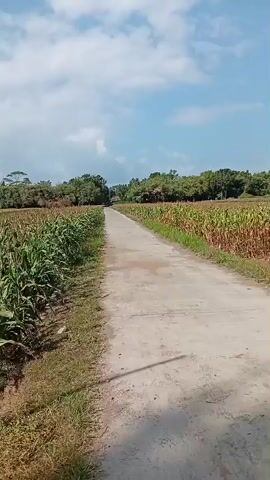 The video shows a view of a rural landscape with a dirt road running through a cornfield under a partly cloudy sky. The corn stalks are green and appear to be in various stages of growth. Trees are visible in the distance, bordering the field. The road is made of gravel and dirt, and there is grass and dry vegetation along its sides. The camera pans slightly, offering a panoramic view of the agricultural setting.