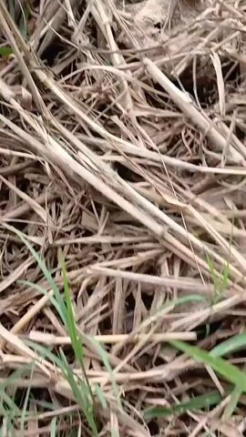 The video opens with a close-up of dry grass and twigs, then pans to reveal a muddy ditch with some green grass growing along its edge. The ditch appears to contain murky water, and a blue plastic object is partially visible in the grass. The camera then tilts up to show a wider view of a field, which is partially flooded and appears to be a rice paddy. The field is divided into rectangular sections, and there are some dry patches of mud and areas with standing water. In the distance, there are trees and a cloudy sky. The video is shot from a low angle, giving the impression of looking up from the ground.