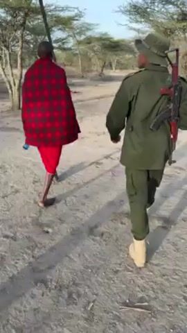 A medium shot shows two people walking away from the camera on a dusty, sandy path. The person on the left is dressed in traditional Maasai clothing, including a red plaid blanket-like garment, red clothing around their waist, and appears to be barefoot. They are carrying a tall, thin wooden spear or stick. The person on the right is wearing a green uniform, a bush hat, and tan boots. They are carrying a rifle slung over their shoulder. The environment consists of dry, scrubby vegetation with sparse trees. The sky is clear and bright. The shot follows the pair as they move forward along the path.