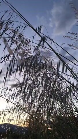 The video features a close-up shot of tall, slender plants, likely wild grasses or reeds, swaying gently in a light breeze. Their numerous elongated seed heads or inflorescences, some appearing lighter and feathery, others darker and more distinct, create a textured silhouette against the background.

The sky occupies the upper portion of the frame, displaying a twilight palette. It transitions from a soft, pale light near the horizon – suggestive of either a setting or rising sun just out of view – to deeper shades of blue and gray towards the top. Scattered clouds are visible against this backdrop.

The scene conveys a sense of natural tranquility and calm. The setting is an outdoor, natural environment, consistent with a rural or undeveloped area in Mahala, Montenegro. There are no people, man-made objects, or visible text in the frame.