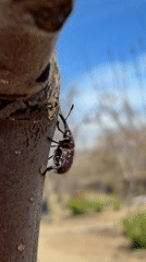 Purple beetle observed on tree branches in Kamyshin garden