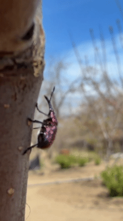 Purple beetle observed on tree branches in Kamyshin garden