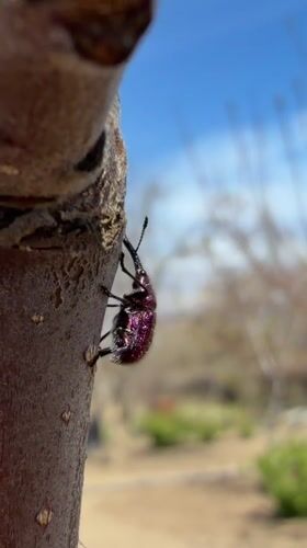 Purple beetle observed on tree branches in Kamyshin garden