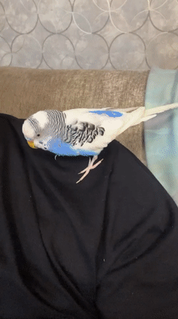 Early morning domestic moments with pet birds in Omsk