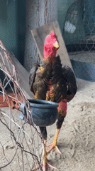 Dark-feathered rooster in a sandy enclosure, Nha Trang