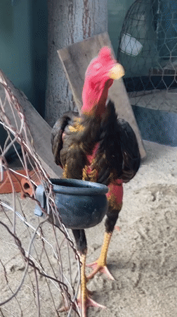Dark-feathered rooster in a sandy enclosure, Nha Trang