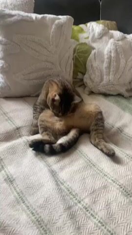 A tabby cat is grooming itself on a bed. The cat is lying on its side with its legs splayed out. It is licking its abdomen and chest. The bed is covered with a white and green striped blanket and several decorative pillows. The pillows are white with embossed patterns. The lighting is natural, suggesting daytime.