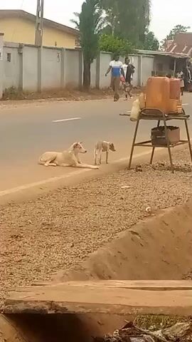 A video shows a street scene with two dogs on the side of a road. One dog is lying down, and the other is standing. Several people are visible in the background on the road. There are also some objects on a stand near the side of the road, including large canisters. The environment appears to be outdoors, with buildings and vegetation visible.
