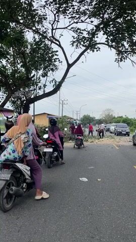 A video shows a tree that has fallen across a road, blocking traffic. Several people are gathered around the fallen tree, some on motorcycles and some on foot. Some individuals appear to be attempting to clear the debris, while others are observing the scene. The sky is overcast, and the surrounding environment suggests an outdoor, possibly rural or suburban, setting. There are power lines overhead, and a few vehicles are visible in the background, suggesting ongoing traffic disruption. The overall impression is one of a community responding to a natural event that has impacted transportation infrastructure.