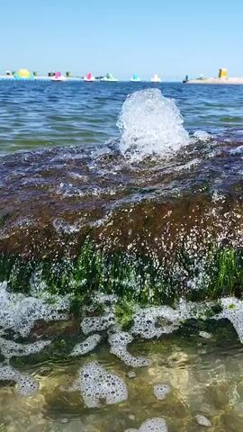 The media file captures a close-up, low-angle view of a rock covered in green algae at the edge of the sea. Water surges and breaks over the rock, creating a foamy, bubbly effect. A small plume of water erupts from the top of the rock, likely due to the force of the waves. The background shows the calm sea under a clear blue sky. In the distance, a shoreline with several colorful inflatable structures, possibly water toys or attractions, can be seen. These structures suggest a recreational area or beach. The bright sunlight and clear sky indicate a sunny day, likely during daylight hours. The presence of the sea, algae, and beach structures points to a coastal location. While no people are directly visible in the immediate foreground, the inflatable structures in the background imply human activity and leisure. The overall mood is serene and natural, highlighting the dynamic interaction of water and rock. There is no visible text in the media file.