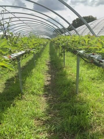 The video shows a perspective moving through a row of plants under a large hoop greenhouse. The plants are on raised platforms, and appear to be strawberries, with green leaves and some visible red berries. The greenhouse structure is made of metal arches covered by a white plastic sheeting in the distance. The ground between the rows is covered in grass and some dirt. The sky above is cloudy.