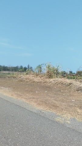 The video shows a low-angle perspective of a roadside scene in Setrojenar, Indonesia. The right side of the frame features an asphalt road, while the left side displays a strip of dry, grassy land bordering a line of trees and vegetation. The sky is clear and blue, indicating fair weather, likely during the daytime. The scene appears to be a rural or undeveloped area, with sparse human activity suggested by the presence of scattered litter along the roadside. The perspective suggests the video might have been captured from a moving vehicle, possibly a bicycle or motorcycle, given the slight motion blur and the angle of the road. There are no people or prominent objects visible in the frame, only the natural landscape and the road. The overall mood is serene and natural, capturing a slice of everyday life in the Indonesian countryside.