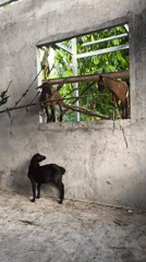 Goats observed in concrete enclosure structure