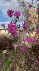 Purple flowers bloom on bare branches in Irkutsk