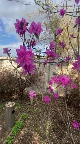 Purple flowers bloom on bare branches in Irkutsk
