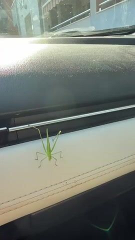 A bright green grasshopper is the main subject of this media file, perched on the white stitched upholstery of a car's interior. The grasshopper is positioned centrally, facing the viewer, with its long antennae extending outwards. Its legs are spread, giving it a stable stance on the surface.

The background reveals the dashboard of the car, a dark textured material with a horizontal chrome accent. Beyond the dashboard, through the windshield, a sunlit scene is visible. It appears to be daytime, with bright sunlight casting lens flares and highlights on the windshield and dashboard. Outside, there are hints of buildings with awnings and what could be a street or walkway, suggesting an urban or suburban environment. The strong sunlight implies fair weather, likely sunny and warm.

The grasshopper's presence inside the car is the primary activity. It seems to be stationary, perhaps exploring or resting. The close-up perspective on the grasshopper and the upholstery emphasizes the textures and details of both the insect and its immediate surroundings. The stitched lines on the white upholstery create a pattern that contrasts with the organic form of the grasshopper.

The overall impression is a moment captured unexpectedly – a small visitor in a human-made environment. The bright lighting and the clear focus on the grasshopper give the image a sense of clarity and immediacy. No text is visible in the media file. The location context provided (Zelenika, Montenegro) aligns with the possibility of this being an outdoor scene viewed from within a car, given the sunny weather and the appearance of buildings.