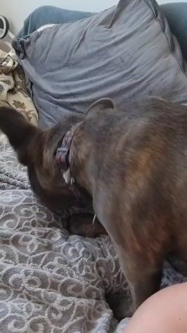 The video shows a brindle French Bulldog from behind as it lies on a bed. The dog's fur has a mix of gray, black, and brown stripes. It is positioned on a bed with patterned blankets and pillows. A person's leg is partially visible in the bottom right corner of the frame. The setting appears to be indoors, possibly a bedroom, with soft lighting. The overall mood is calm and relaxed, suggesting a domestic scene. There is no visible text in the video. The location context provided is Dobev, Czechia.