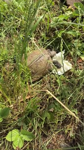 A tortoise is eating a piece of white food, possibly lettuce, in a grassy area. The tortoise is partially obscured by tall green grass. The food is to the right of the tortoise. The ground appears to be dirt and dry leaves.