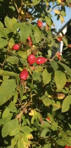 A close-up, handheld video shows a rosehip bush with ripe red rosehips and green leaves. The bush is in front of a house with a grey tiled roof and a white wall. The sky is clear and blue. The camera pans slightly upwards, revealing more of the bush and the house. There are no people or animals visible in the video.