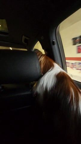The video shows the back of a dog with brown and white fur riding in a car. The dog is in the backseat. The car is driving through what appears to be a tunnel, based on the lights and white walls visible through the windows. The lighting in the car is dim, making it difficult to discern details.