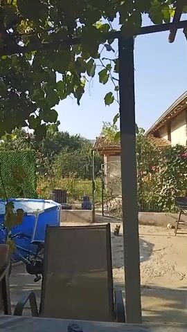The video displays a backyard scene. In the foreground, a brown fabric chair is visible, with a table partially obscured. In the middle ground, a blue inflatable swimming pool is present, with a bicycle leaning against it. A small black cat is seen standing on the concrete patio. In the background, a house with light-colored walls and a brown roof is visible, surrounded by greenery and flowers. The sky is clear and blue. The scene appears to be from a stationary camera.