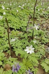 Boy explores spring woodland during forest floor flower bloom