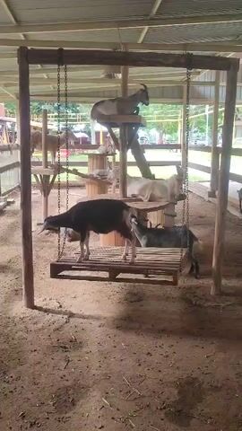 A video shows several goats in an enclosed area with a metal roof. There is a wooden pallet hanging like a swing from chains attached to a wooden frame.  A black goat stands on the pallet. Other goats are on a multi-level wooden structure in the background.  The ground appears to be dirt.