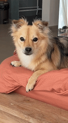 Dog yawns and rests on a coral pillow in Bali