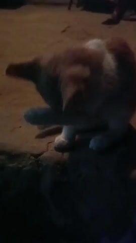 A small, light-colored kitten is seen grooming its paw. The kitten is sitting on a rough, concrete-like surface. The lighting is dim, suggesting it is nighttime or an indoor environment with low light. In the background, out of focus, parts of what appear to be furniture or human legs are visible. The kitten's actions are focused on cleaning its front paw.