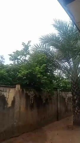 The video captures an outdoor scene with a wall in the foreground and lush green trees and a palm tree behind it. The sky is overcast and bright. The wall is made of concrete, with some visible signs of wear and tear, appearing mottled and discolored in places. To the right of the wall, a palm tree stands tall, its fronds reaching towards the sky. Behind the wall, dense foliage from trees creates a vibrant green backdrop. The ground in front of the wall appears to be dirt or sand, with some loose debris visible. The camera angle is looking upwards and slightly to the right, focusing on the wall and the vegetation. The lighting suggests it is daytime, possibly a cloudy or overcast day. No people or animals are visible in the frame, and there are no discernible actions or interactions taking place. The environment appears to be a garden, yard, or an area adjacent to a building.