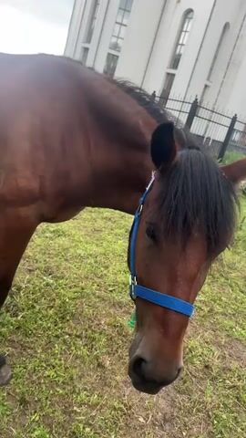 The video shows a brown horse with a blue halter standing in a grassy area. The horse is facing the camera. In the background, there is a white building with gold domes, possibly a church. The sky is cloudy. The horse moves slightly, and the camera angle shifts to show more of the horse's body and the building. The horse appears to be the sole focus of the video.